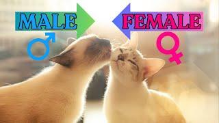 MALE vs. FEMALE Cats: Surprising Differences You Need to Know