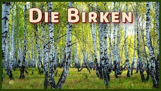 Wissenswertes über die Birke (Betula sp.)