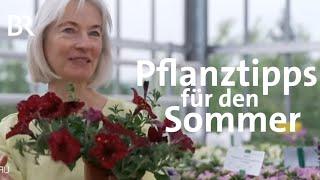 Pflanztipps für den Sommer: Welche Blumen sind empfehlenswert? | Frankenschau | BR