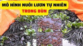 Mô Hình Nuôi Lươn Tự Nhiên Trong Bùn Hiệu Quả Cao - Trại Giống Đông Sơn