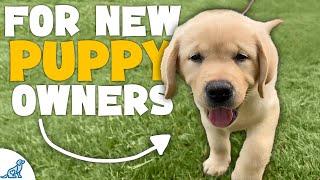 The First 7 Things You NEED To Teach Your Puppy