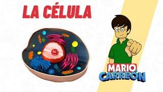 La Célula: estructura, partes y funciones.