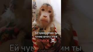 Эй чувак зачем ты точишь шпагу  #шортс #minecraft #песня #майнкрафт #прикол #rek #monkey #omega