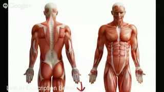 Human Anatomy Quiz Help | Study Guide for Human Anatomy Quiz