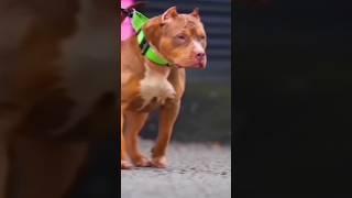 Pitbull dog || Pitbull status video #shorts