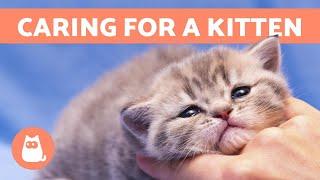 How to CARE for a KITTEN - Food, Education and Health