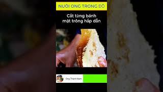 Mật ong nguyên bánh tổ - Nhìn siêu hấp dẫn  | Ong Thành Nam #shorts