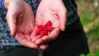 Growing Raspberries — In the Alaska Garden with Heidi Rader