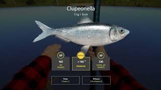 Russian Fishing 4  Seversky Donets River Clupeonella  Active Spot  #15