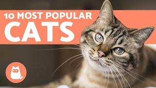 Top 10 Most POPULAR Cat Breeds in the World