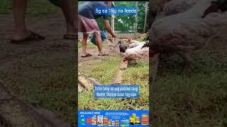 Tuloy-tuloy na pag padamo sang Native Chicken bisan tag-ulan