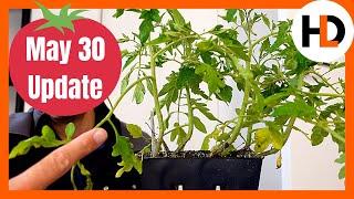 May 30 Tomato Experiment Update