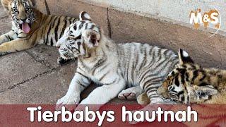 Tierbabys hautnah in Südafrika