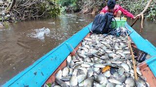 MENJALA IKAN SAPIL/BIAWAN DI SUNGAI KECIL