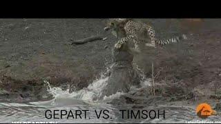 Gepart. VS. Timsox