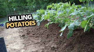 Hilling potatoes