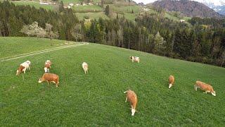 Tierhaltung in Österreich | Laufstall & Anbindestall | Weidehaltung | BIO-Bauernhof für Kindner real