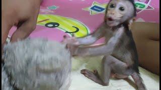 Swesome Monkey baby Lori catch eat toy with mom Soknita