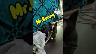 Mr.Bunny।। part-1  #bunny #rabbit #funnyrabbit #alhamdulillah #alifkapets