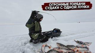 Ломовой КОРЯЖНИК полон СУДАКА и КИЛОГРАМОВОГО окуня! ЛУЧШЕ рыбалки БЫТЬ НЕ МОЖЕТ