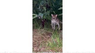 The Visayan leopard cat now 8 months