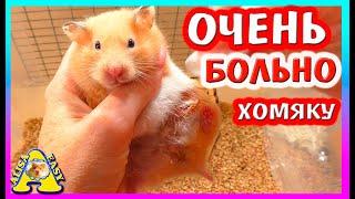 СПАСЕНИЕ ХОМКИ ФАНТЫ / ЧТО БЫЛО В ХОМЯКЕ? / Alisa Easy Pets