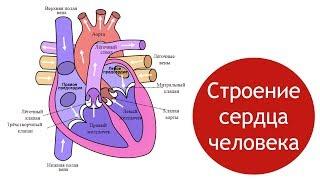 Строение сердца человека, круги кровообращения