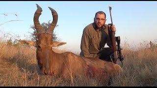 Red hartebeest hunt