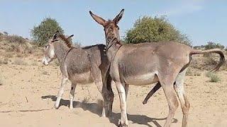 #DonkeyLife#LoveInTheWild#Animals#AnimalAffection#AnimalKingdom#DesertWildlife#AnimalBonds