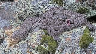 Baby Rattlesnake Cuddle Pile, 8x speed