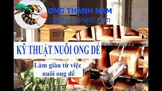 Kỹ thuật nhân giống và làm giàu từ nuôi ong bắp cày ( ong dế)