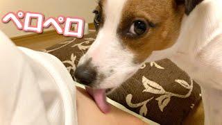 My dog loves to lick  legs and arms  足舐め、腕舐めが大好きな犬