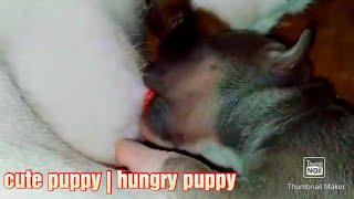 breastfeeding puppy | baby dog #shorts #cutepuppy #cute