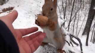 Мало белок. Зарисовка / There are few squirrels. Sketch