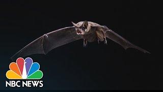 How The Coronavirus Spread From Animals To Humans | NBC News NOW