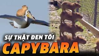 LẬT TẨY SỰ THẬT ĐEN TỐI VỀ CAPYBARA MÀ BẠN KHÔNG THỂ NGỜ TỚI!?!