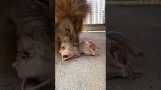 Big Lion Likes Chicken  | Nouman Hassan