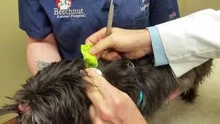 Removal of Freestyle Libre Glucose Sensor in Dogs