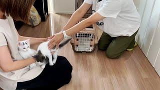 保護子猫との涙の別れ！そして里親さん宅へ新たな旅立ちへ【猫と人間の家族アナザーストーリー】