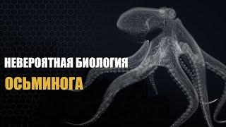 Невероятная биология Осьминога