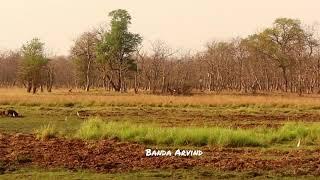 Tiger Hunting wild Boar (3rd prey of it on the same day) making us April fool at Junoona Tado