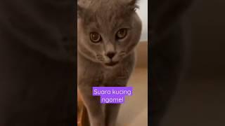 Suara kucing marah di larang ke luar rumah. #suarakucingmarah #kucingviral #kucinglucu #shots.