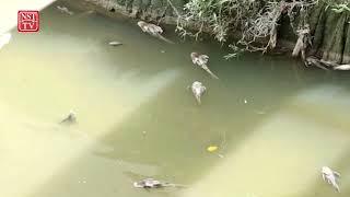 Ratusan ikan sungai Damansara mati keracunan?