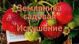 Земляника садовая Искушение (iskushenie)  Искушение обзор: как сажать, семена земляники Искушение