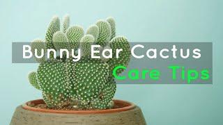 All About the Bunny Ear Cactus