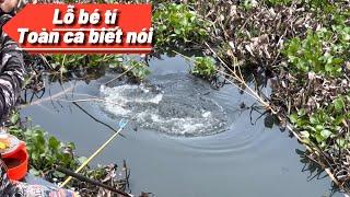  Hướng dẫn bài mồi câu cá rô phi, cá trôi, hiệu quả, dễ làm | DUY FISHING SAI GON