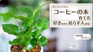 【コーヒーの木って知ってる？】日頃の疲れを癒やしたい方に育てて欲しい観葉植物