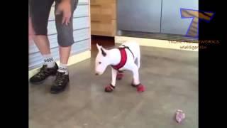 Коты и собаки в тапочках. Cats and dogs wearing shoes