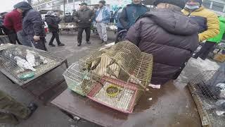 Верненский птичий рынок Алматы