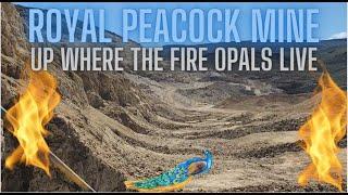 Opals in an Oasis formed by an Ancient volcano